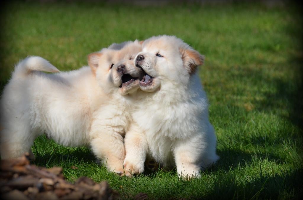 Chow Chow pups, Dieren en Toebehoren, Honden | Poolhonden, Keeshonden en Oertypen, Reu, Overige rassen, Fokker | Professioneel