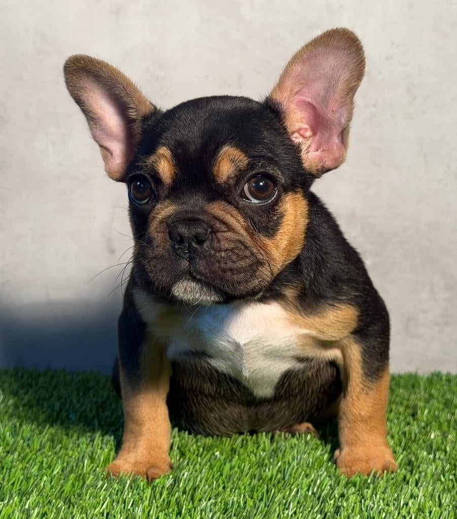 Franse Bulldog pup moeder aanwezig, Animaux & Accessoires, Chiens | Bouledogues, Pinschers & Molossoïdes, Chienne, Bouledogue
