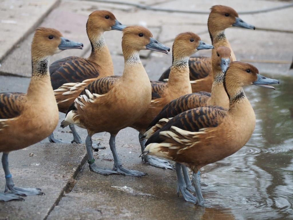 Eenden geel fluiteenden, Meerdere dieren, Eend