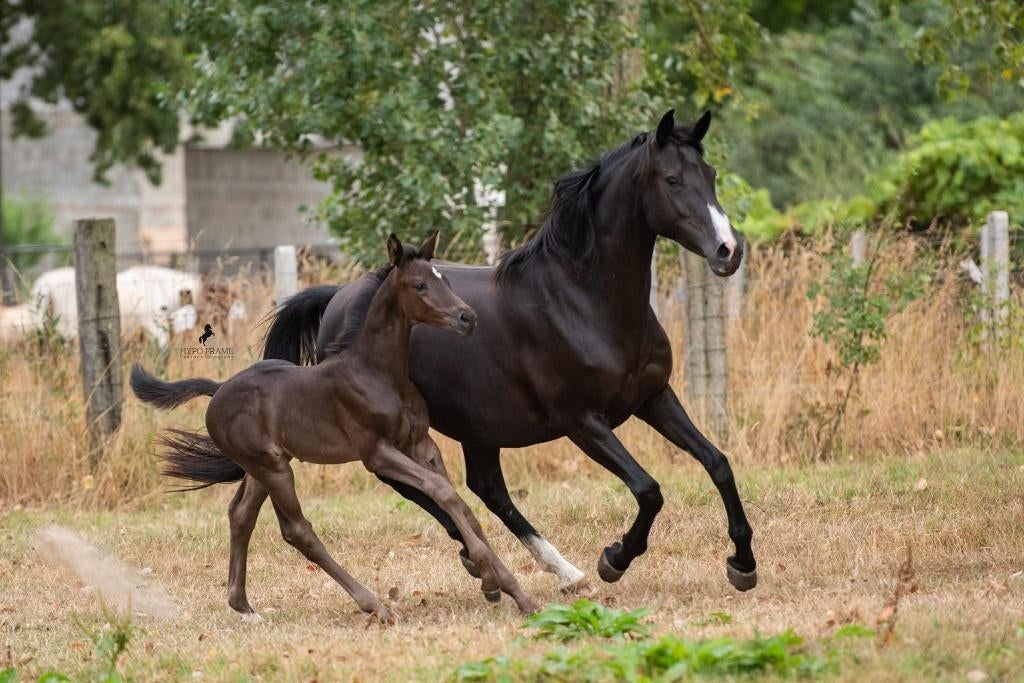 fokmerrie / weidemaatje uit de Vurona lijn, Animaux & Accessoires, Chevaux & Poneys | Étalons & Juments poulinières, Jument
