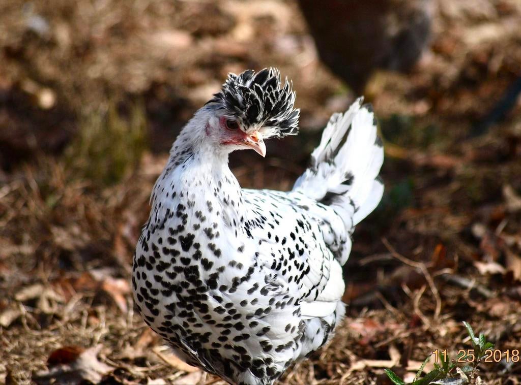 Sierkippen jonge hennen verschillende soorten beschikbaar, Femelle, Poule ou poulet