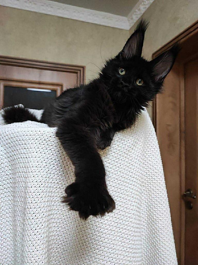 Polydactyl Maine Coon poes met stamboom . Verkovht !, Dieren en Toebehoren, Katten en Kittens | Raskatten | Langhaar, Poes, Met stamboom