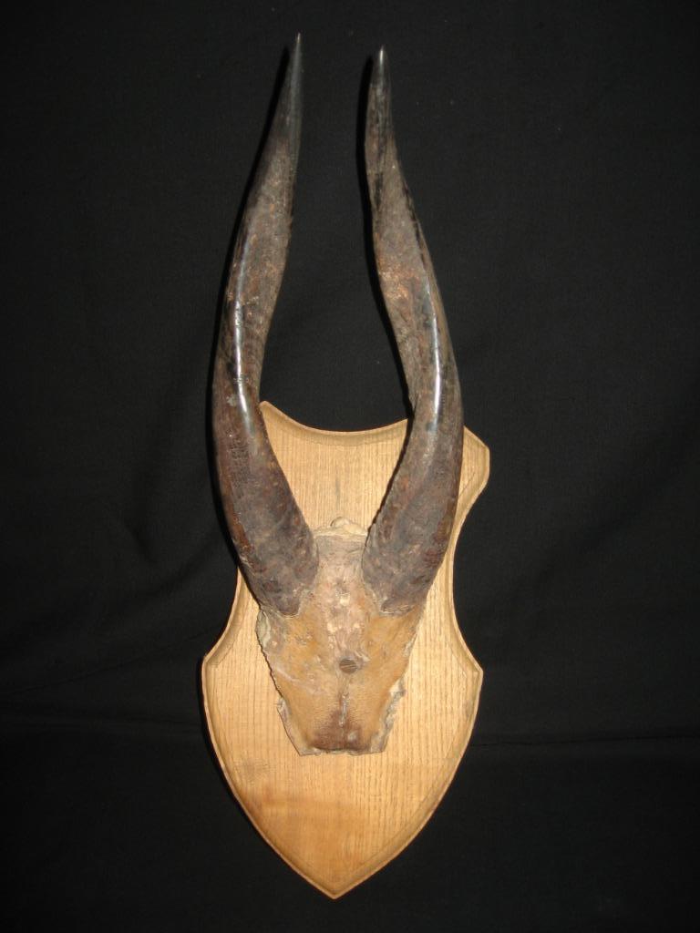 Taxidermie horens, Verzamelen, Dierenverzamelingen, Ophalen of Verzenden, Gebruikt, Overige soorten, Gewei of Kop