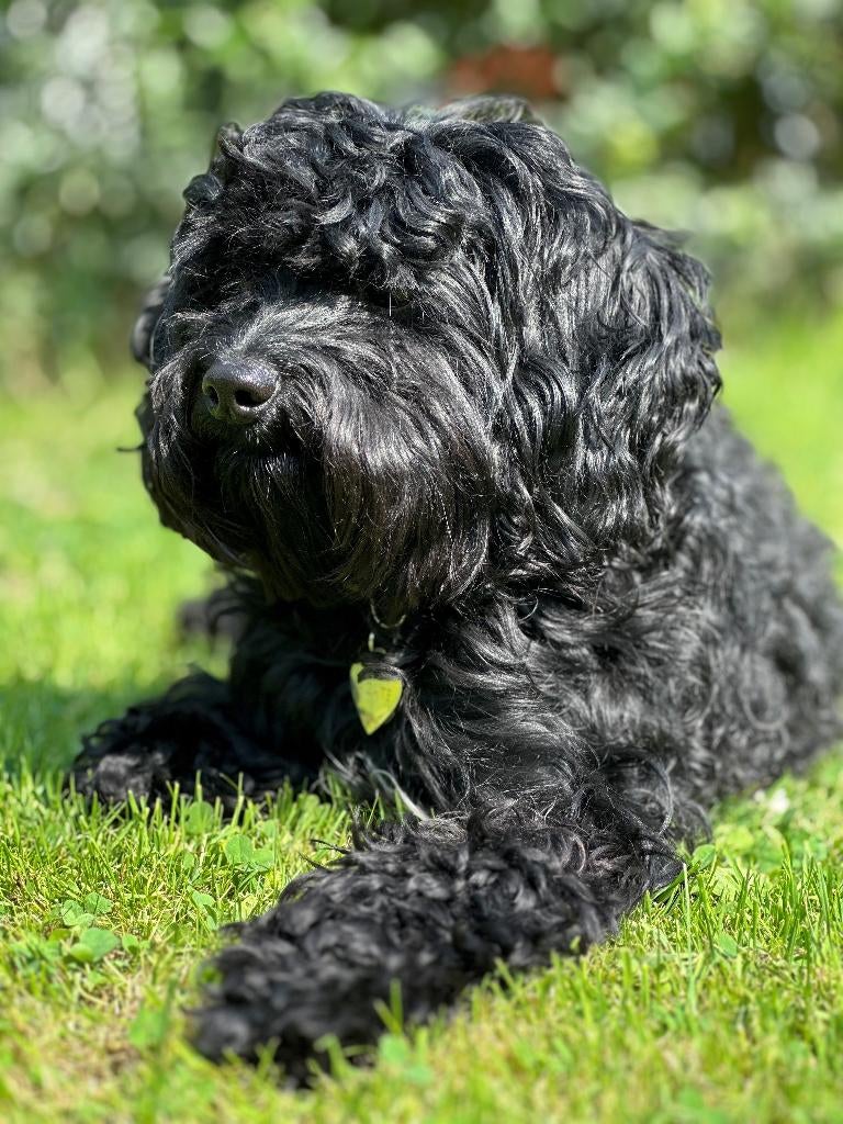 Spoodle pups, Spaniel x Poedel, Belgisch fokker, Parvo, België, Fokker | Hobbymatig, 8 tot 15 weken