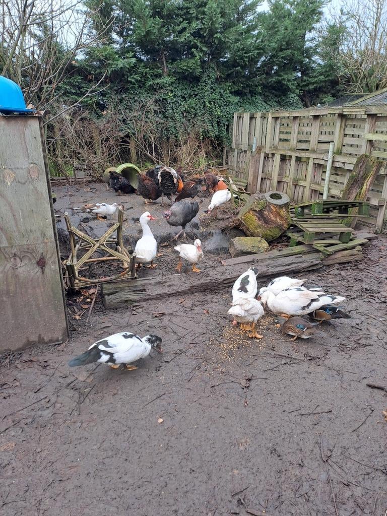 Élevage ou abattage de canards de Barbarie