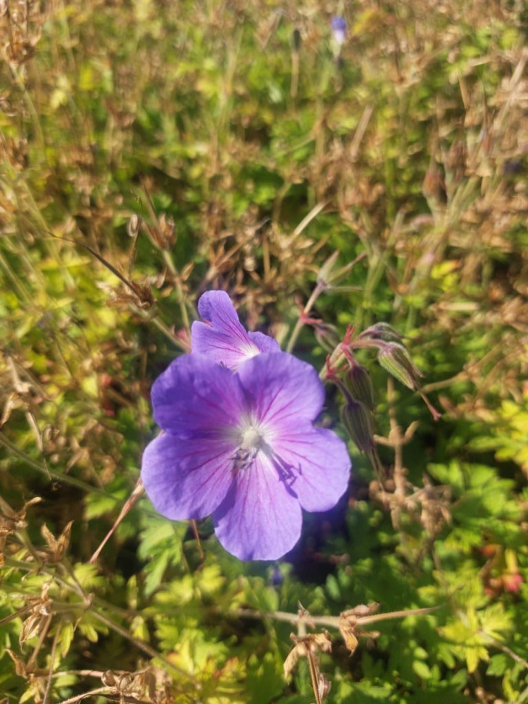 Couvre-sol bleu Geranium 'Johnsons Blue', Jardin & Terrasse, Plantes | Jardin, Enlèvement, Plante fixe, Mi-ombre, Été