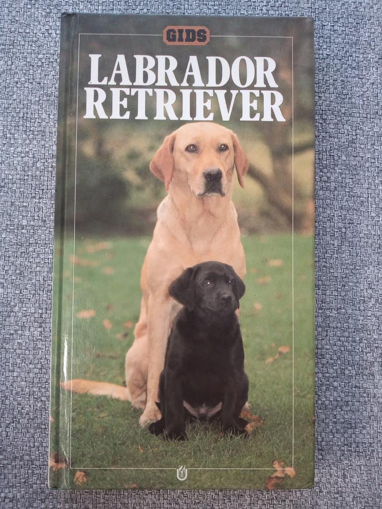 Labrador retriever, Enlèvement ou Envoi, Comme neuf