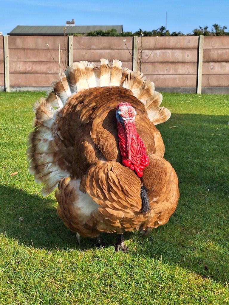 Broedeieren van ardenner kalkoenen. Verse eieren en worden d, Dieren en Toebehoren