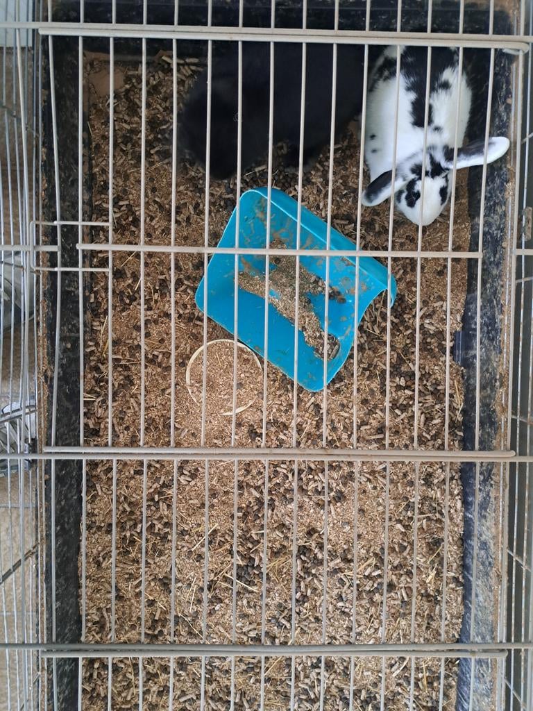 Dwerghangoor konijn met kooi, Dieren en Toebehoren