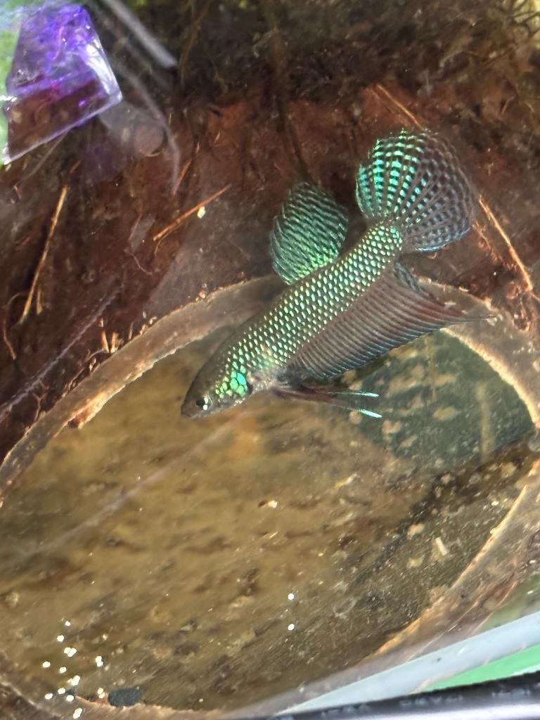 Betta smaragdina guitar kempvis, Dieren en Toebehoren, Vissen | Aquariumvissen, Vis, Zoetwatervis