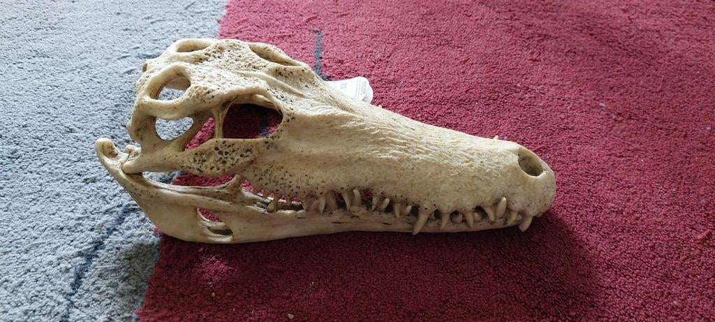 Krokodil schedel Nieuw, Ophalen