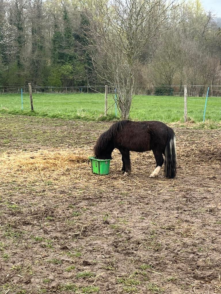 Te koop 3 jarige ruin, Dieren en Toebehoren, Paarden, Ruin