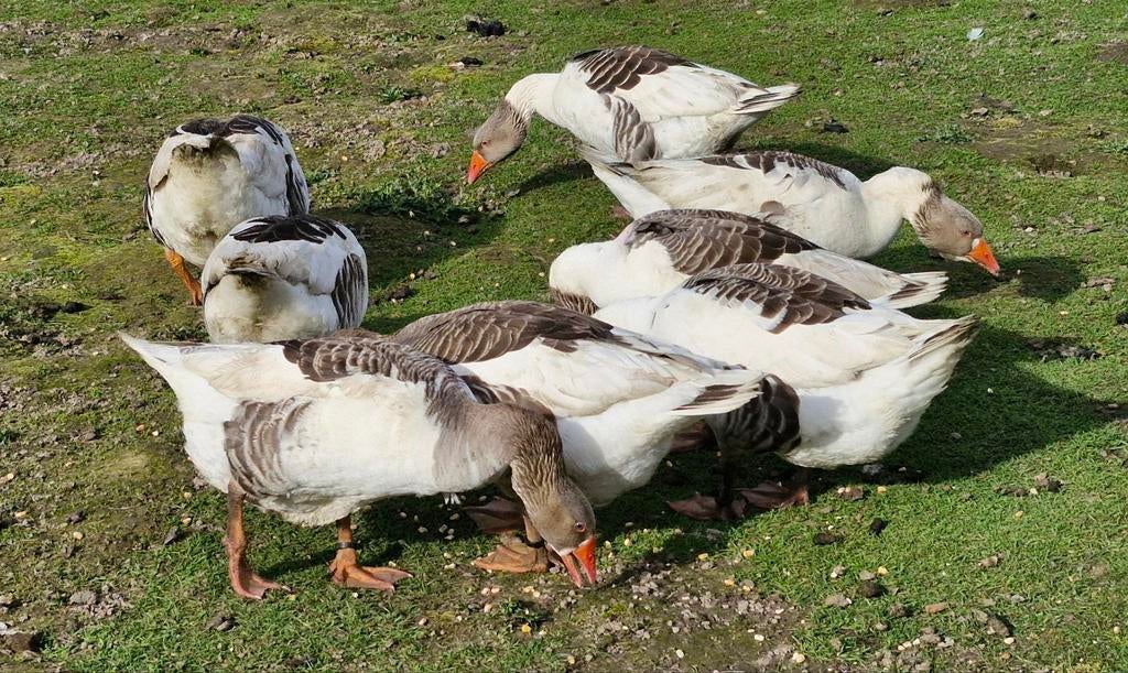 Broedeieren van raszuivere vlaamse ganzen, Dieren en Toebehoren, Pluimvee