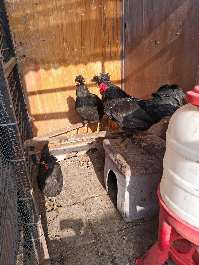 Kosovolangkraaier, Dieren en Toebehoren, Pluimvee