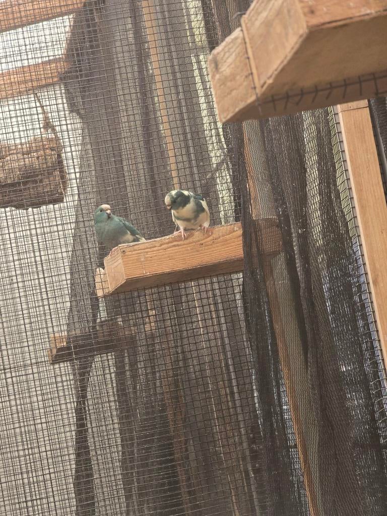 Kakariki, Animaux & Accessoires, Plusieurs animaux, Perruche