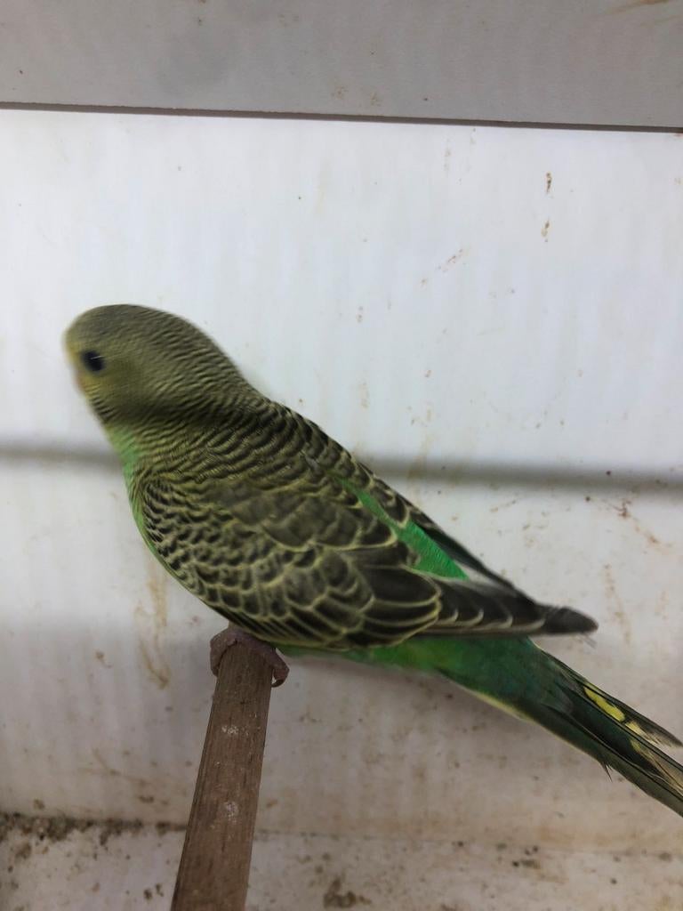 Gratis grasparkiet en valkparkiet, Dieren en Toebehoren