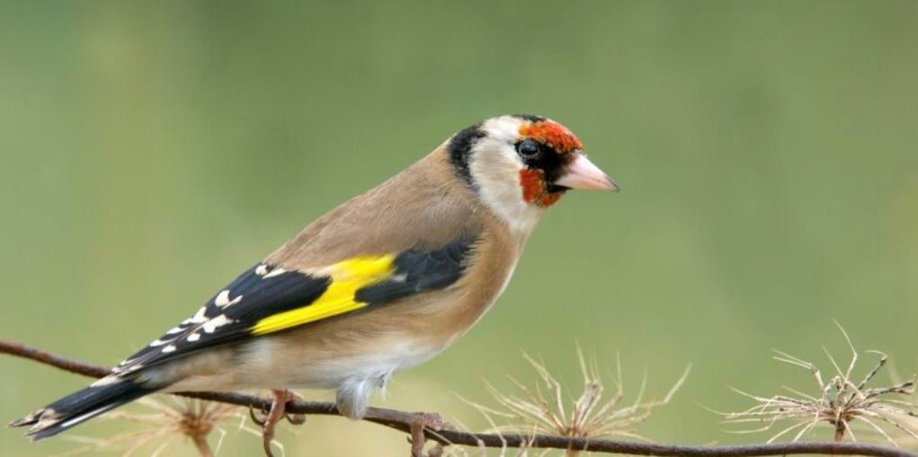 Gezocht: pop kleine distelvink