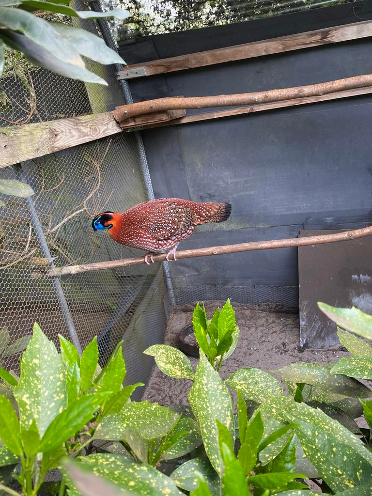 Tragopaan temmick haan, Dieren en Toebehoren, Pluimvee, Mannelijk