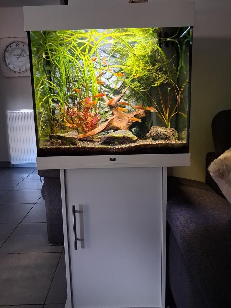 Complete juwel lido 120L  instapklaar. All in., Dieren en Toebehoren, Ophalen, Verwarming, Decoratie, Juwel