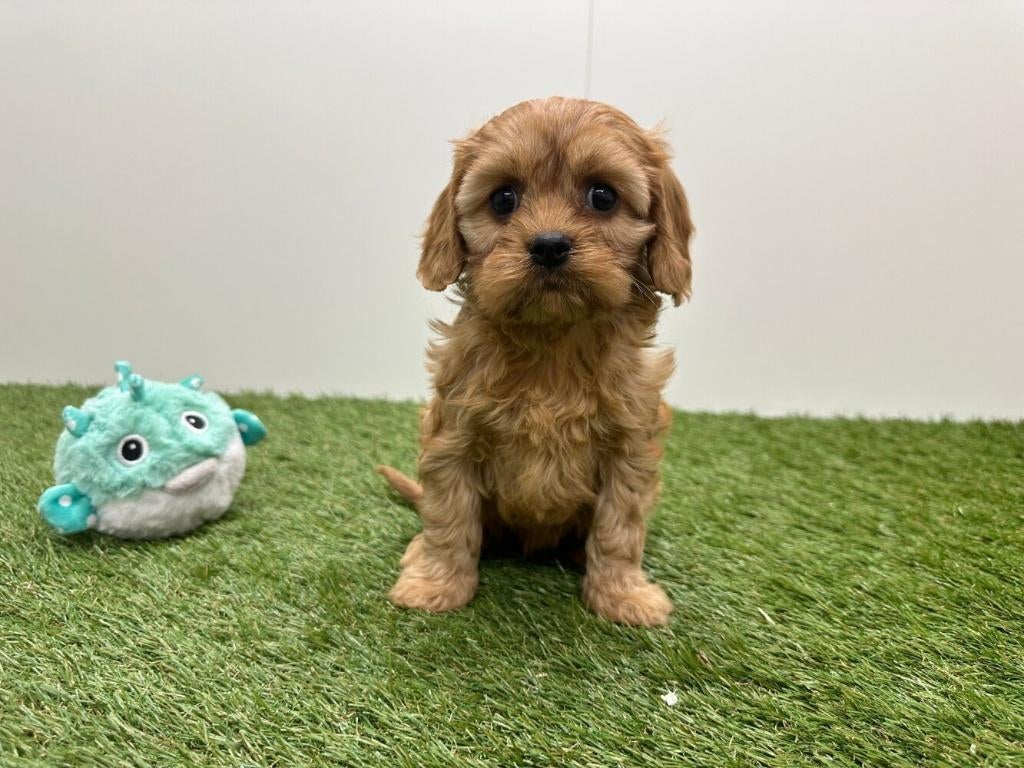 Nestje Cavapoo pups (F2)