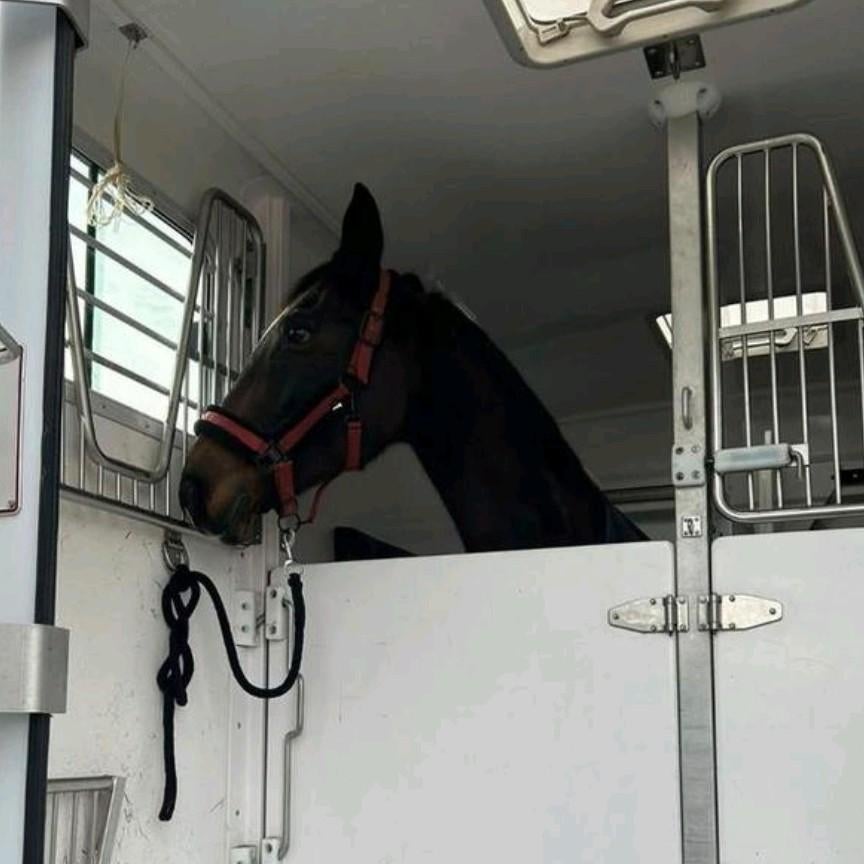 15 jarige Fokmerrie /project springpaard en 1 jaarling, Dieren en Toebehoren, Paarden, Merrie, Springpaard, Met stamboom, Zadelmak