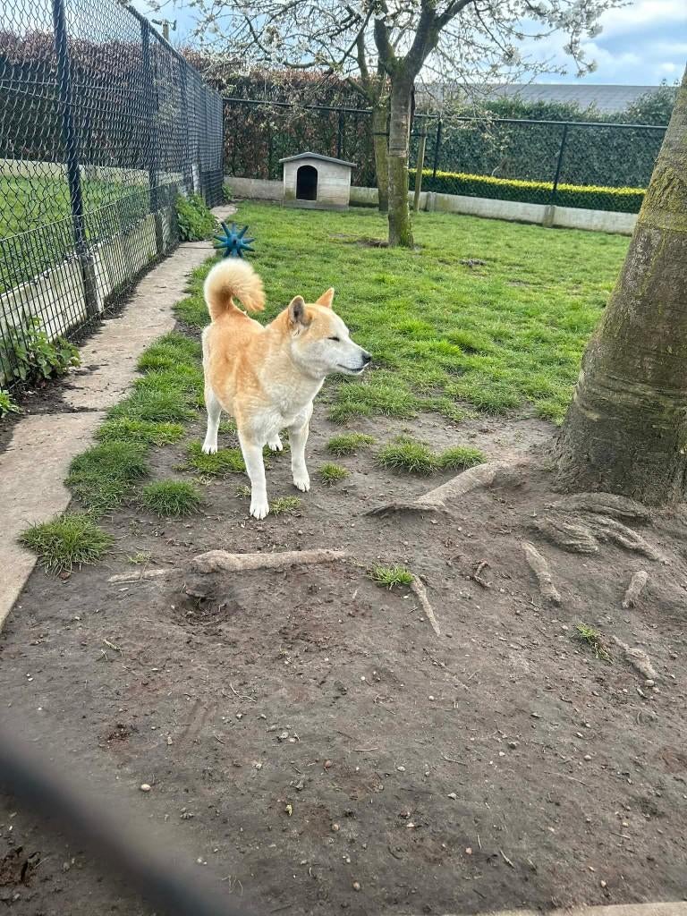 Délocalisateur Shiba Inu, Étranger, 3 à 5 ans, Éleveur | Professionnel, Un chien