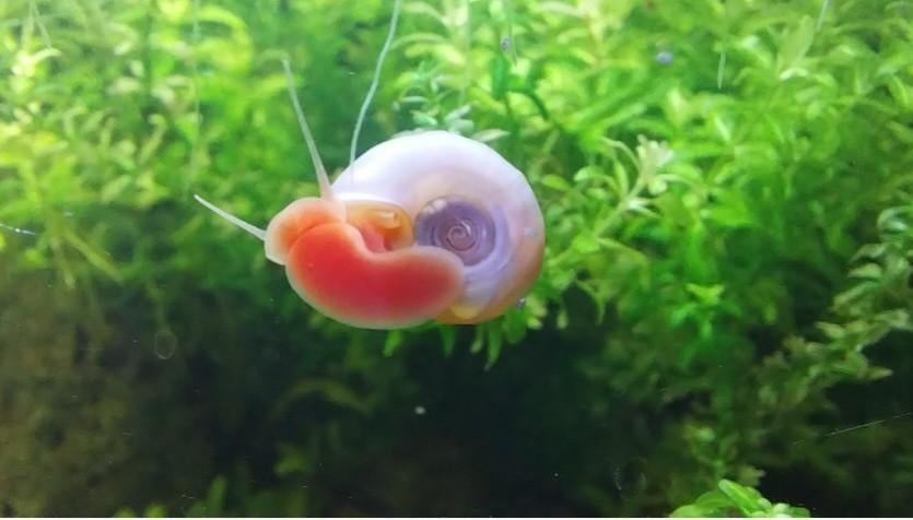 Calaos à mâts roses nacrés, Planorbella duryi, Enlèvement