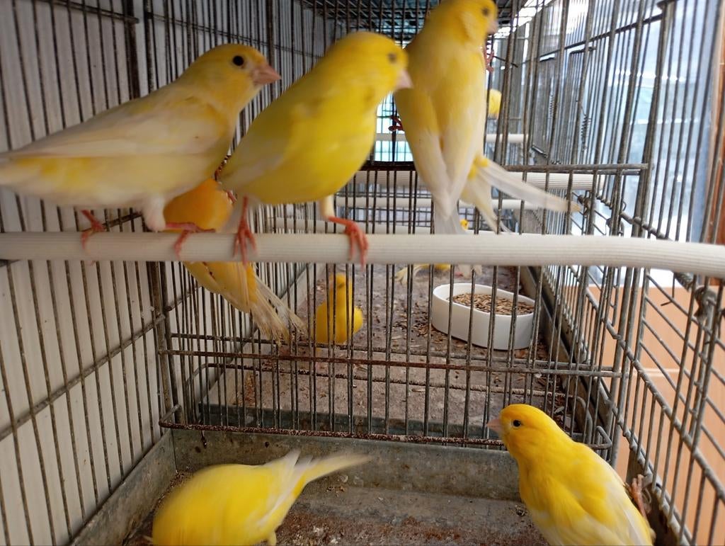 Kweek rijpe kanarie mannen, Dieren en Toebehoren, Vogels | Kanaries