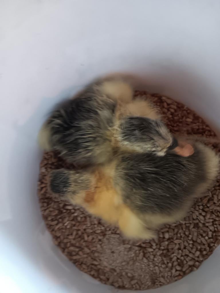 Vlaamse ganzen kuikens, Dieren en Toebehoren, Pluimvee