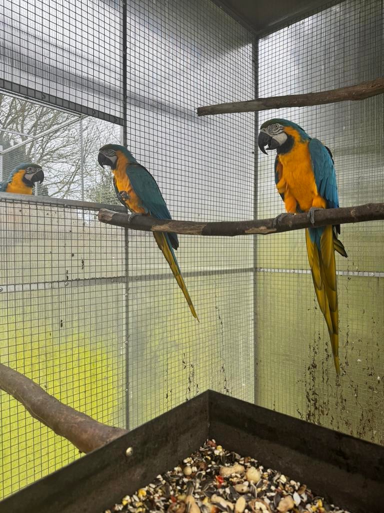 Ararauna, Meerdere dieren, Papegaai, Geringd