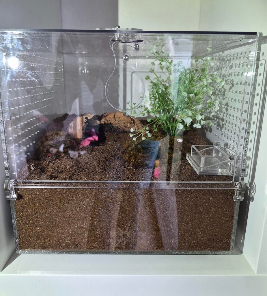 Terrarium acryl merk arachnosys 30x30x30 nieuwstaat, Ophalen, Nieuw, Terrarium of Paludarium