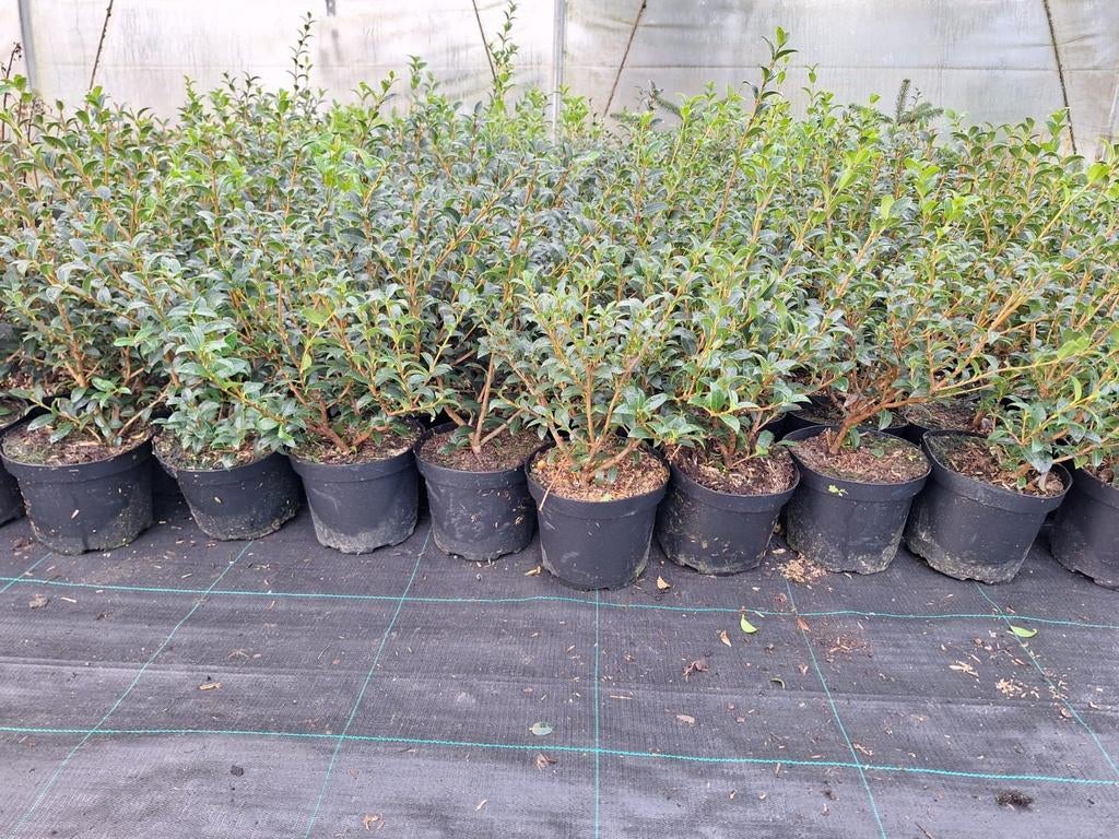‼️osmanthus Burkwoodii aan stuntprijzen ‼️, Ophalen, Taxus