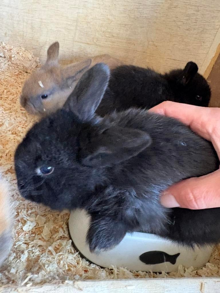 BabyKonijntjes, Dieren en Toebehoren, Konijnen, Geslacht onbekend, Groot