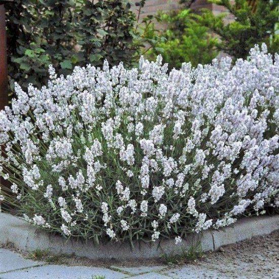 Lavendel 'Edelweiss', Tuin en Terras, Planten | Tuinplanten, Ophalen, Vaste plant, Volle zon