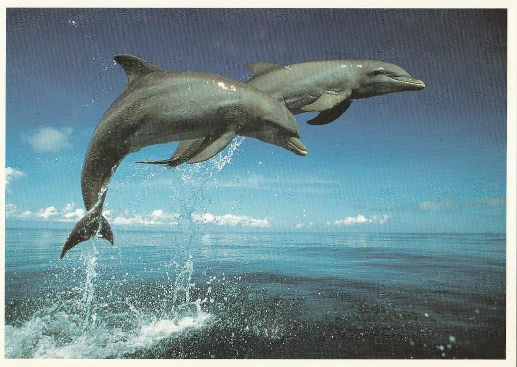 DOLFIJNEN, Verzamelen, Verzenden, Ongelopen, Waterdier