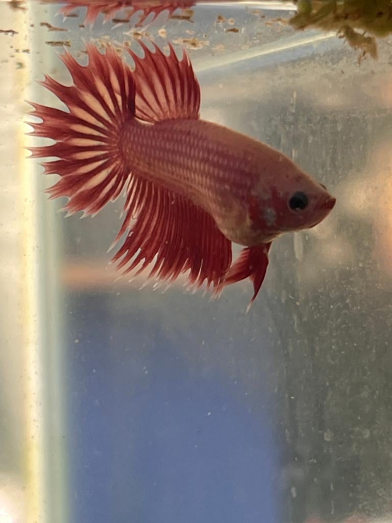 Betta splendens man – Crowntail hybride – rood  NIEUWE PRIJS, Dieren en Toebehoren, Vissen | Aquariumvissen, Vis, Zoetwatervis
