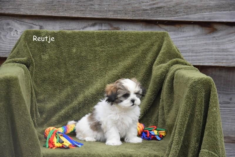 Prachtige Boomer pups, Dieren en Toebehoren, Parvo, België, 8 tot 15 weken, Meerdere