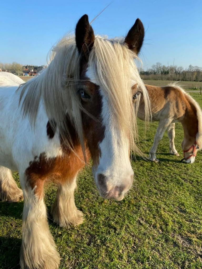 Ouder Wandelpaard gezocht . koudbloed., 11 ans ou plus, Débourré, Moins de 160 cm, Avec puce électronique