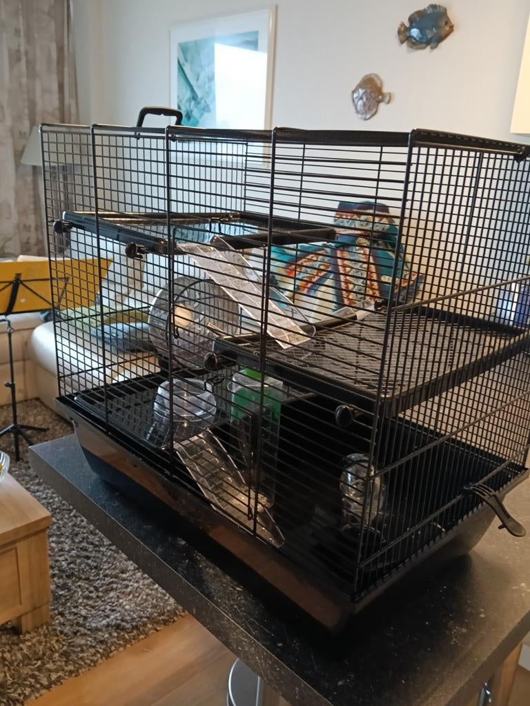 Cage souris, hamster nain, Cage, Souris