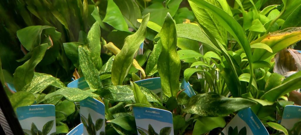 Aquariumplanten