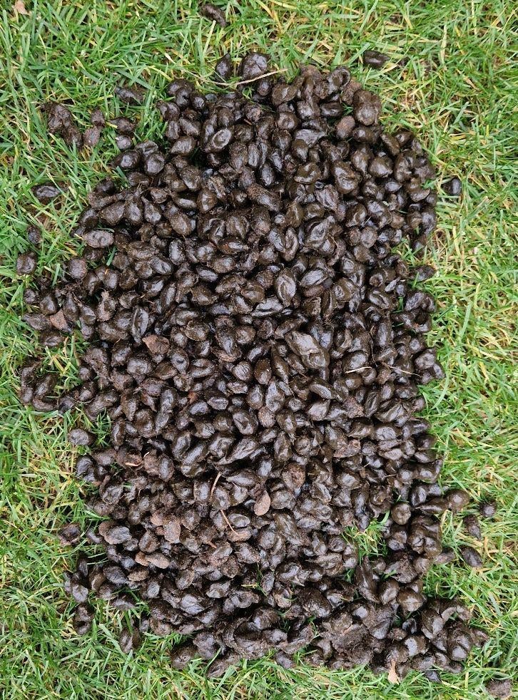 Alpaca mest, Ophalen, Mest