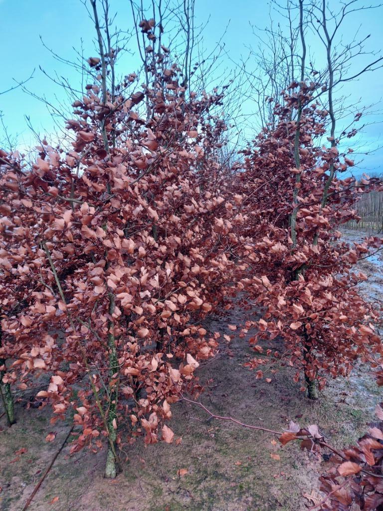 Hêtre rouge, grandes plantes de haie jusqu'à 4 m, Jardin & Terrasse, Enlèvement, Haie de hêtre, Haie, 250 cm ou plus