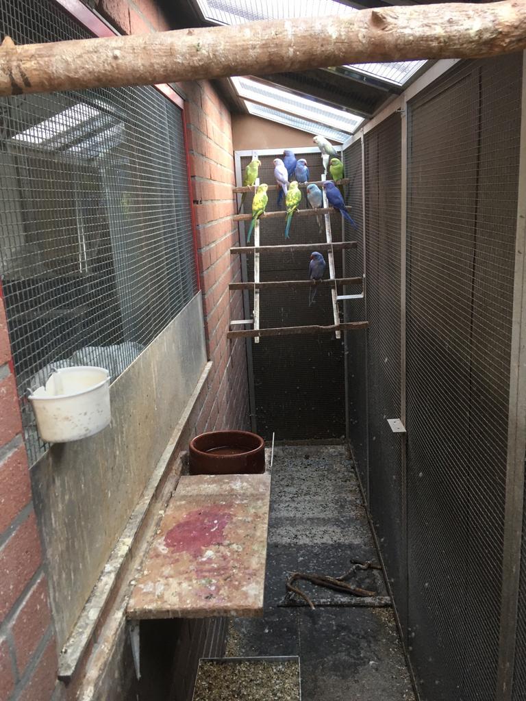 Collier pour perruches à vendre, Enlèvement ou Envoi, Comme neuf