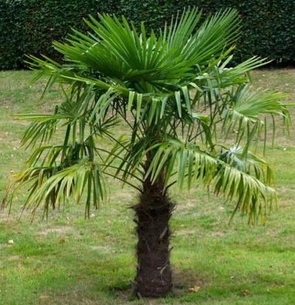 Palmier d exterieur, Enlèvement, Palmier
