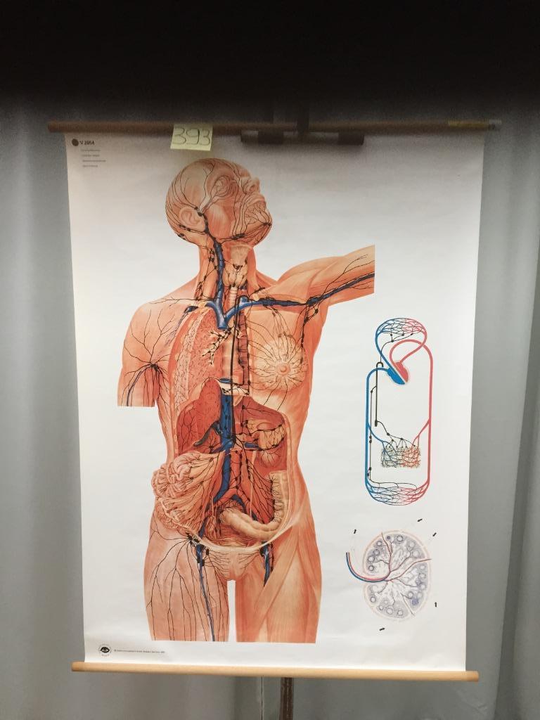 Retro schoolkaart -Lymphesysteem - Kaart 393(-20%!), Ophalen of Verzenden, Gebruikt
