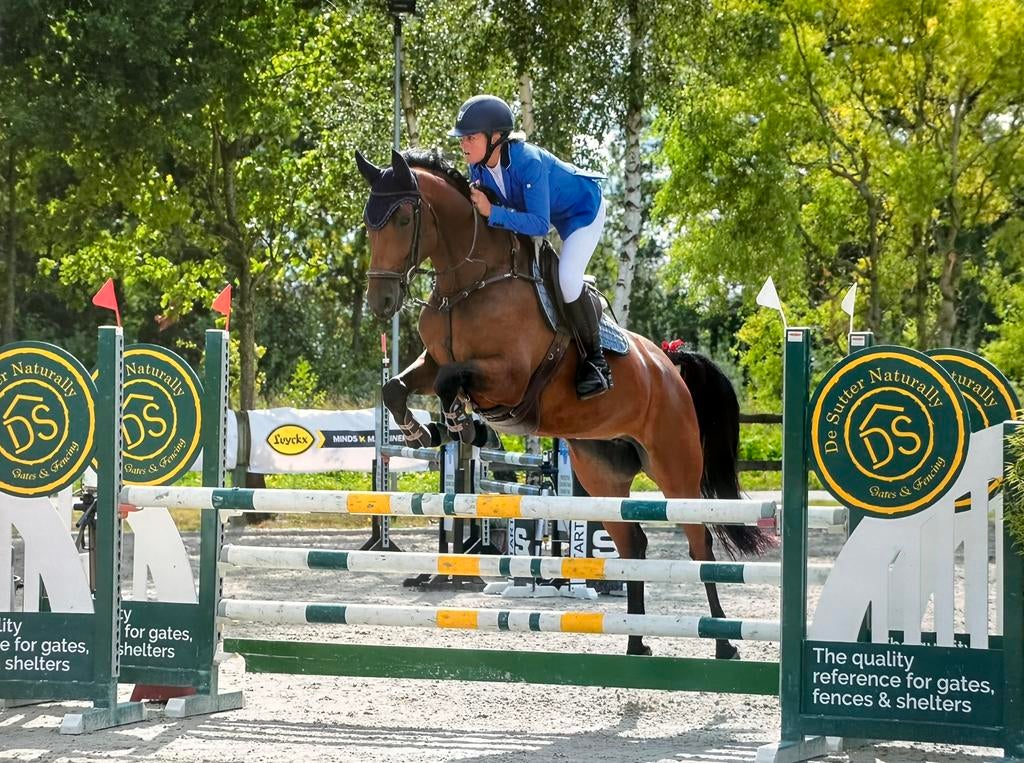 Amazone zoekt paarden om uit te brengen !, Dieren en Toebehoren, Paarden