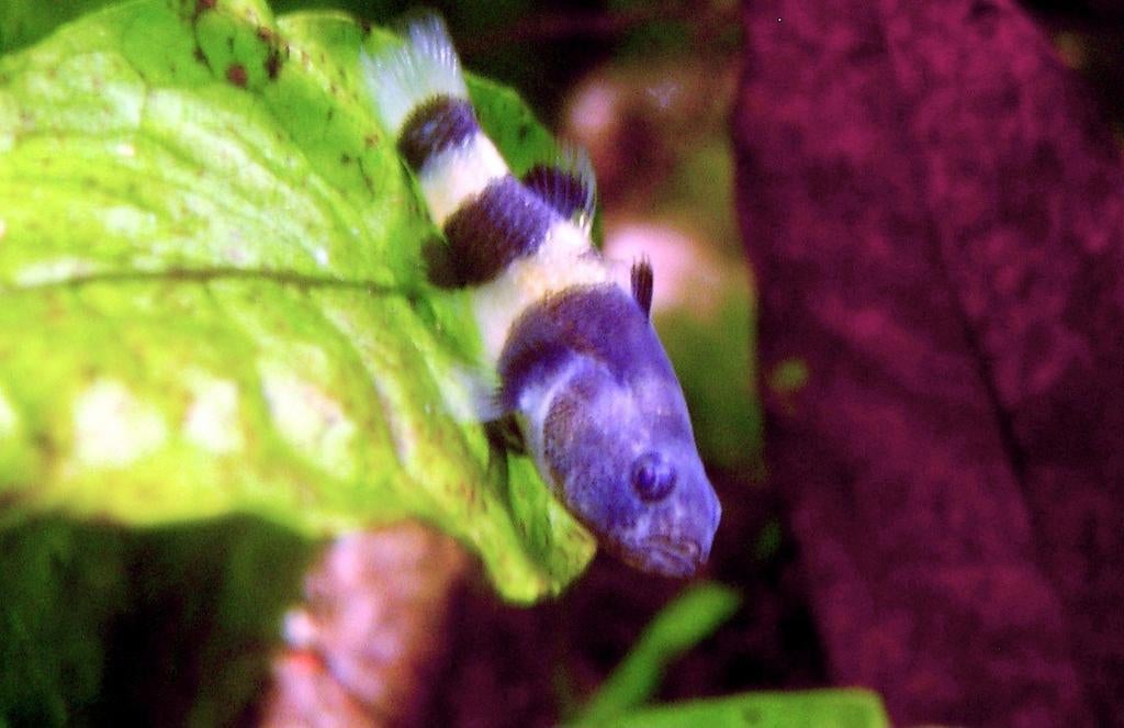 Bijtjes vis 2×, Ophalen