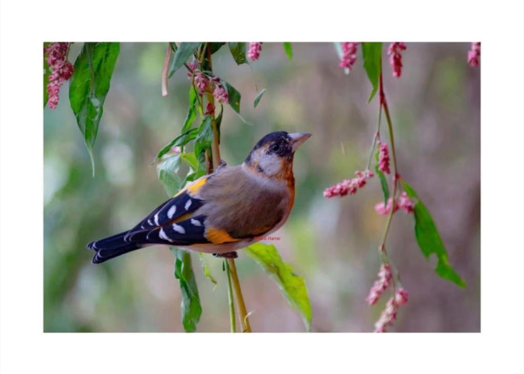 Man Kruising kapoetsensijs X putter 2025, Meerdere dieren, Wildzangvogel, Geringd