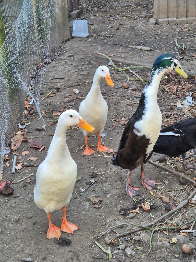 Broedeieren van onze mooie loopeendjes, Dieren en Toebehoren