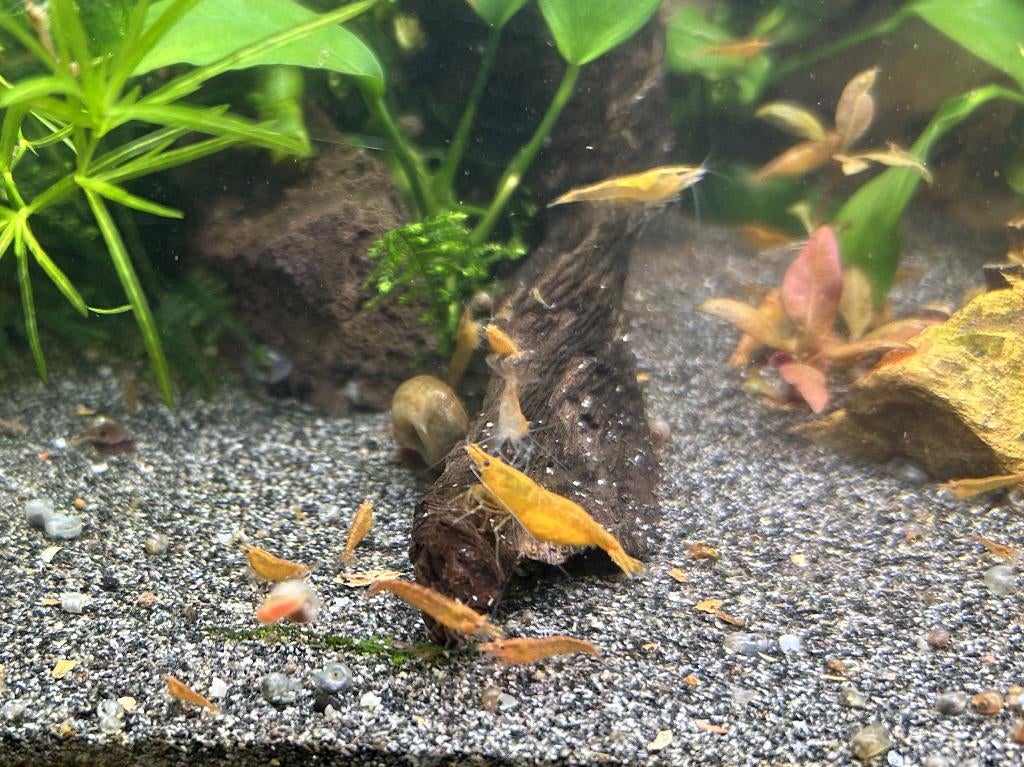 Oranje garnalen - Neocaridina davidi - 1 euro, Dieren en Toebehoren, Vissen | Aquariumvissen, Kreeft, Krab of Garnaal, Zoetwatervis